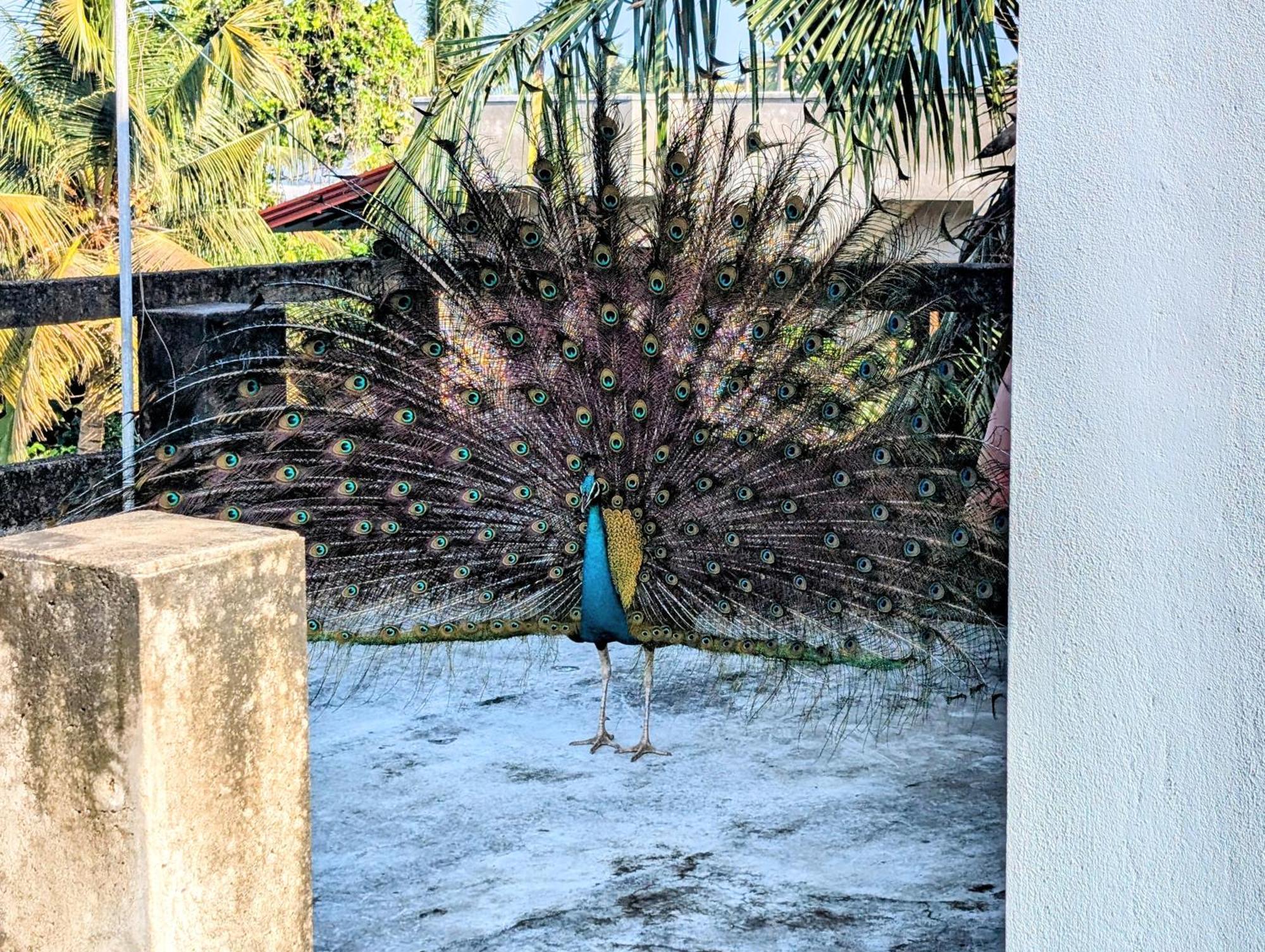 Costels Mirissa Hostel Luaran gambar